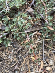 Ceanothus fresnensis