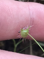 Drosera auriculata