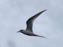 Sterna striata striata