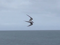 Sterna striata striata