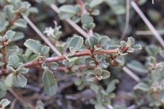 Ceanothus fresnensis