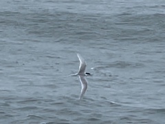 Sterna striata striata