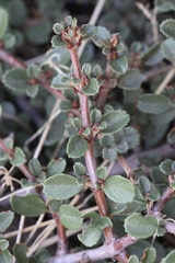 Ceanothus fresnensis