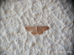 Idaea distinctaria
