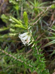 Epacris