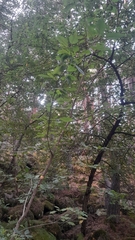Cerasus
