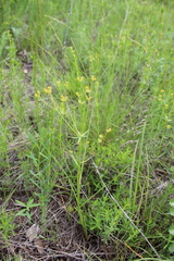 Euphorbia microcarpa