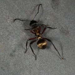 Polyrhachis rufifemur