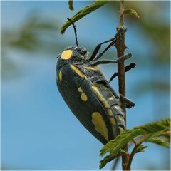 Sternocera orissa orissa