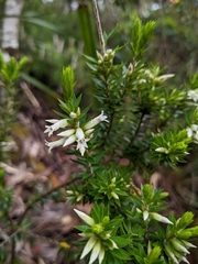 Epacris