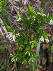 Epacris