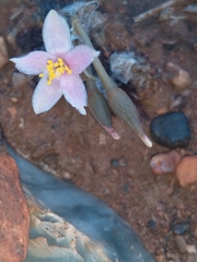 Anacampseros subnuda