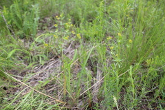 Euphorbia microcarpa
