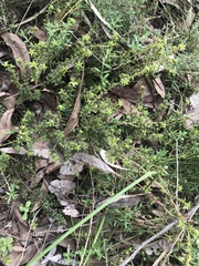 Pultenaea procumbens