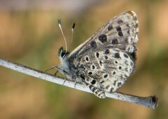 Praephilotes anthracias