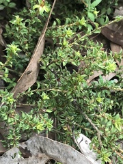 Pultenaea procumbens