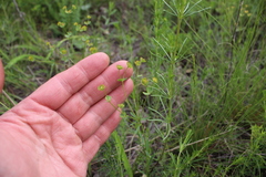 Euphorbia microcarpa