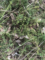 Pultenaea procumbens