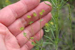 Euphorbia microcarpa