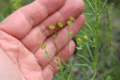 Euphorbia microcarpa