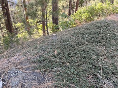 Ceanothus fresnensis