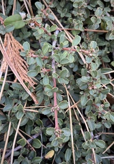 Ceanothus fresnensis