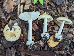 Amanita russuloides