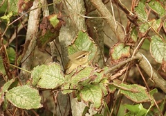 Phylloscopus schwarzi