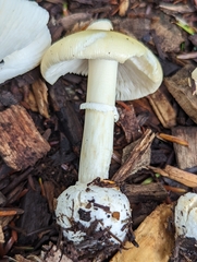 Amanita russuloides