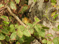Phylloscopus schwarzi