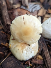 Amanita russuloides