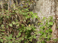 Phylloscopus schwarzi