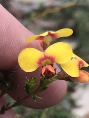 Dillwynia phylicoides