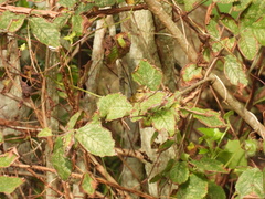 Phylloscopus schwarzi