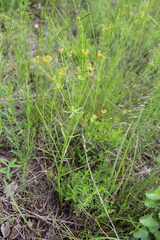 Euphorbia microcarpa