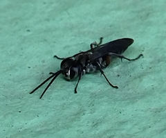 Liris subtessellatus