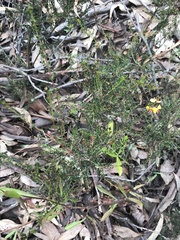 Dillwynia phylicoides