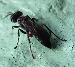 Liris subtessellatus