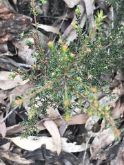 Dillwynia phylicoides