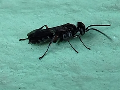 Liris subtessellatus