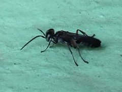 Liris subtessellatus