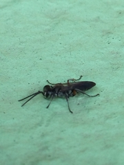 Liris subtessellatus