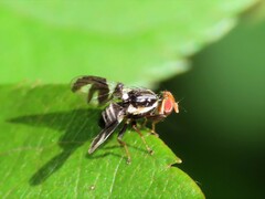 Rhagoletis pomonella