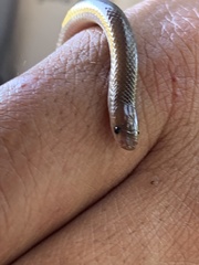 Enulius flavitorques