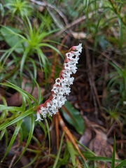 Dracophyllum secundum