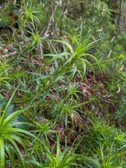 Dracophyllum secundum