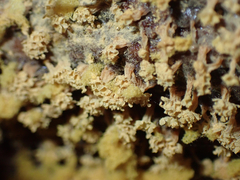 Oligonema verrucosum