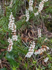 Dracophyllum secundum