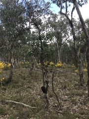 Eucalyptus polyanthemos