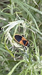 Dindymus versicolor